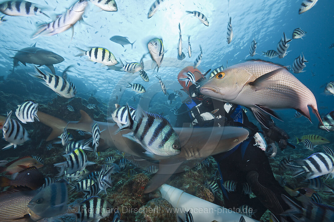 Whitetip Reef Shark at Shark Feeding
