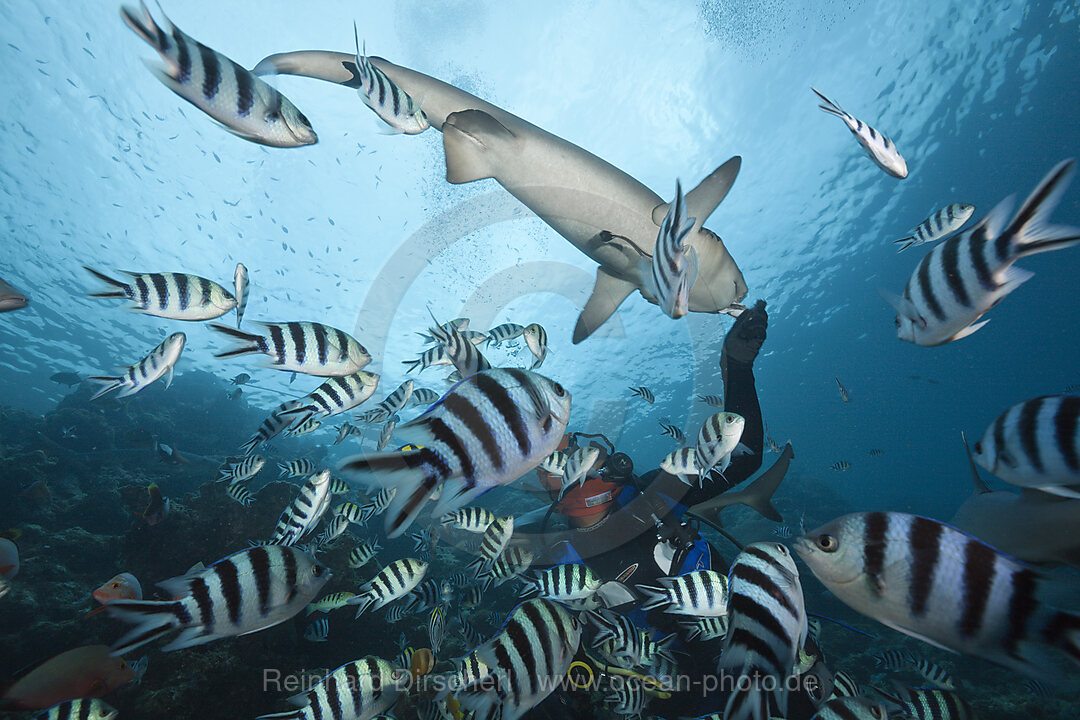 Weissspitzen-Riffhaie bei Haifuetterung, Triaenodon obesus, Beqa Lagoon, Viti Levu, Fidschi