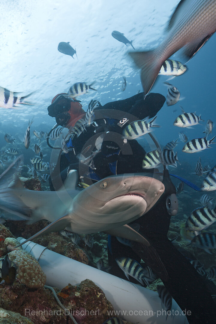 Whitetip Reef Shark at Shark Feeding
