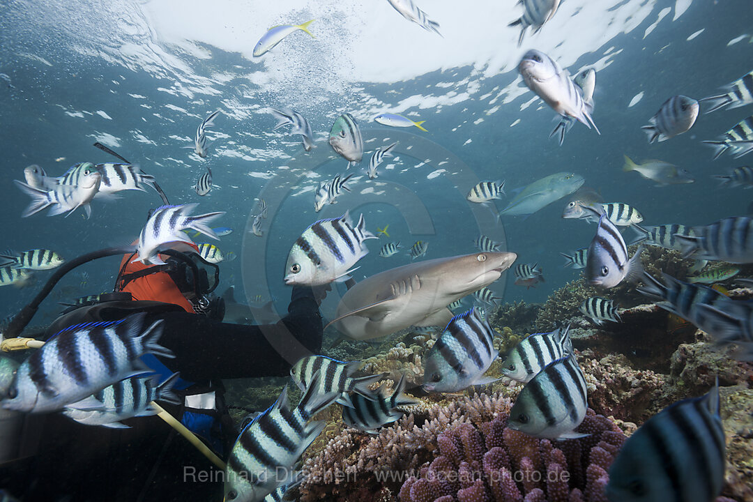 Whitetip Reef Shark at Shark Feeding, Triaenodon obesus, Beqa Lagoon, Viti Levu, Fiji