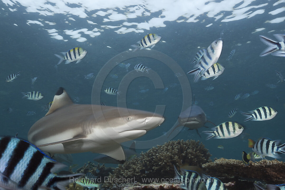 Blacktip Reef Shark, Carcharhinus melanopterus, Beqa Lagoon, Viti Levu, Fiji