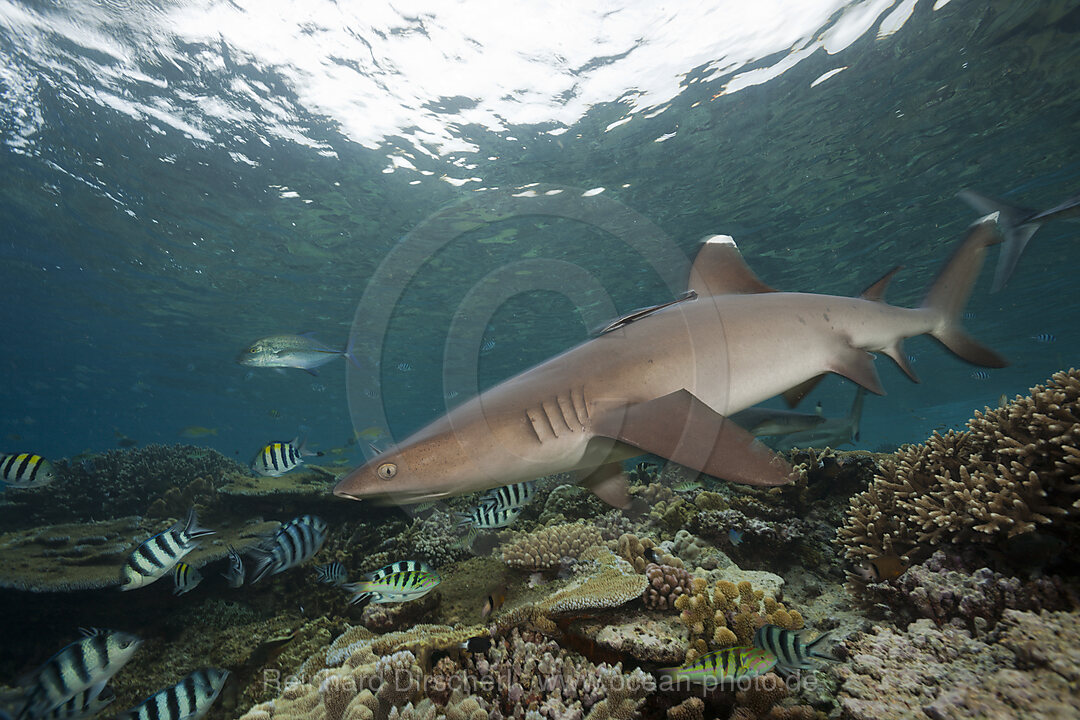 Whitetip Reef Shark