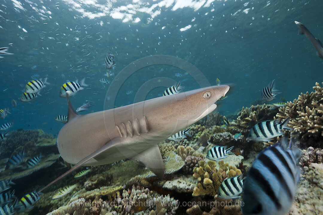 Whitetip Reef Shark