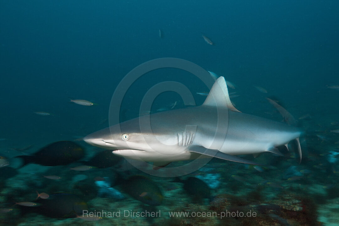 Grauer Riffhai, Carcharhinus amblyrhynchos, Beqa Lagoon, Viti Levu, Fidschi