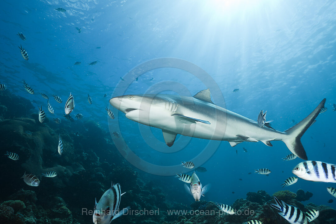 Grauer Riffhai, Carcharhinus amblyrhynchos, Beqa Lagoon, Viti Levu, Fidschi