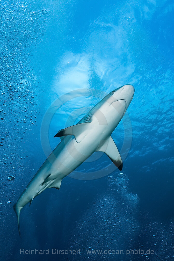 Grauer Riffhai, Carcharhinus amblyrhynchos, Beqa Lagoon, Viti Levu, Fidschi