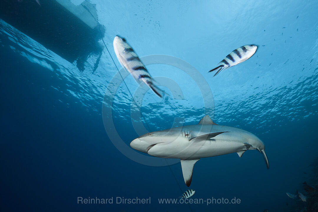 Grauer Riffhai, Carcharhinus amblyrhynchos, Beqa Lagoon, Viti Levu, Fidschi