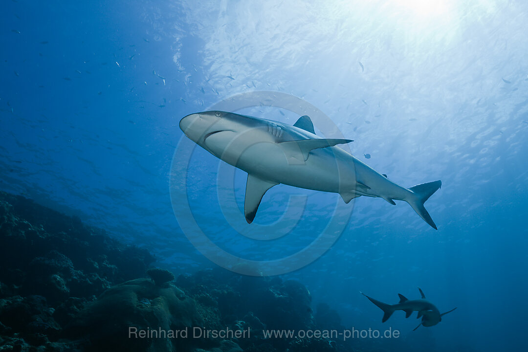 Grauer Riffhai, Carcharhinus amblyrhynchos, Beqa Lagoon, Viti Levu, Fidschi