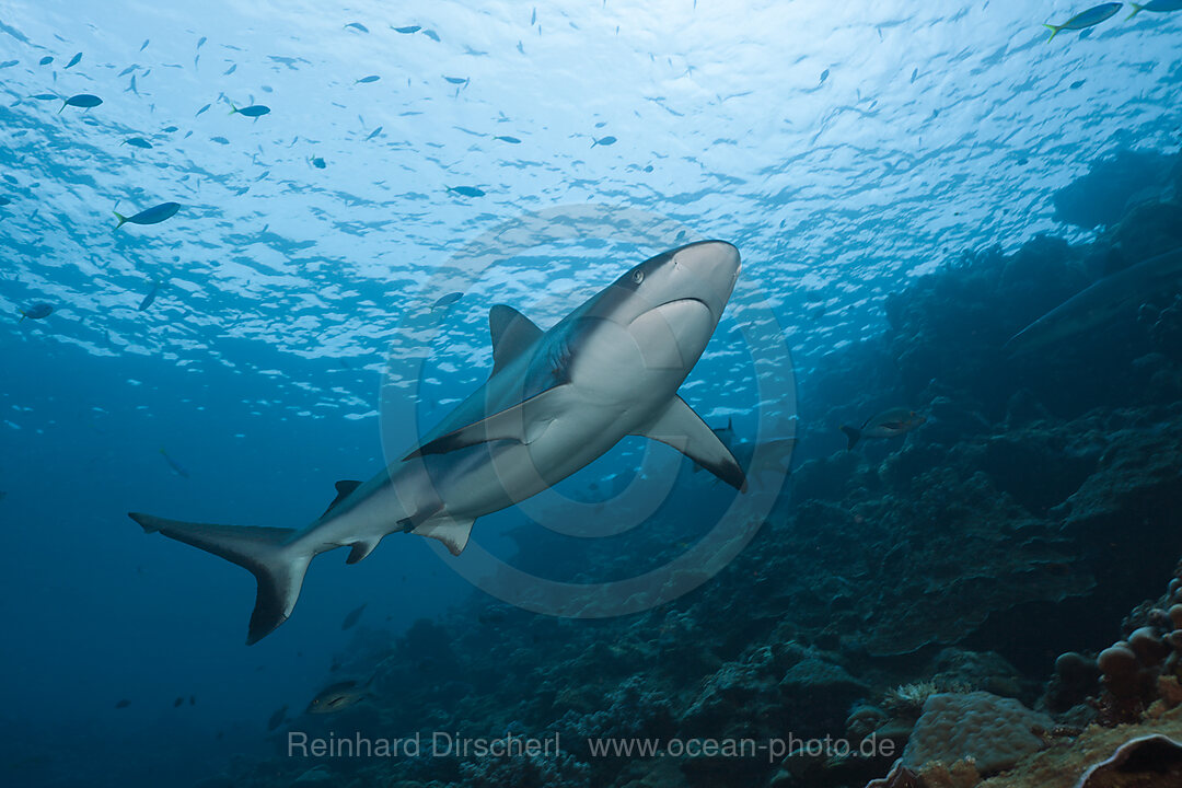 Grauer Riffhai, Carcharhinus amblyrhynchos, Beqa Lagoon, Viti Levu, Fidschi