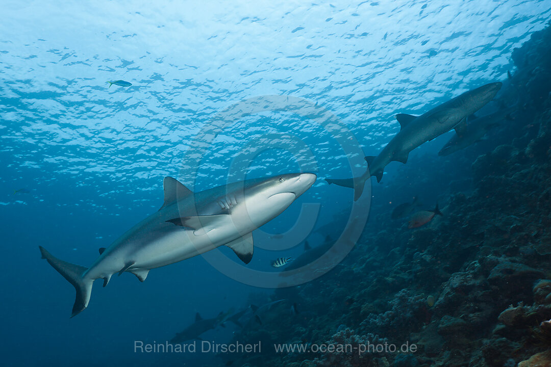 Grey Reef Shark, Carcharhinus amblyrhynchos, Beqa Lagoon, Viti Levu, Fiji