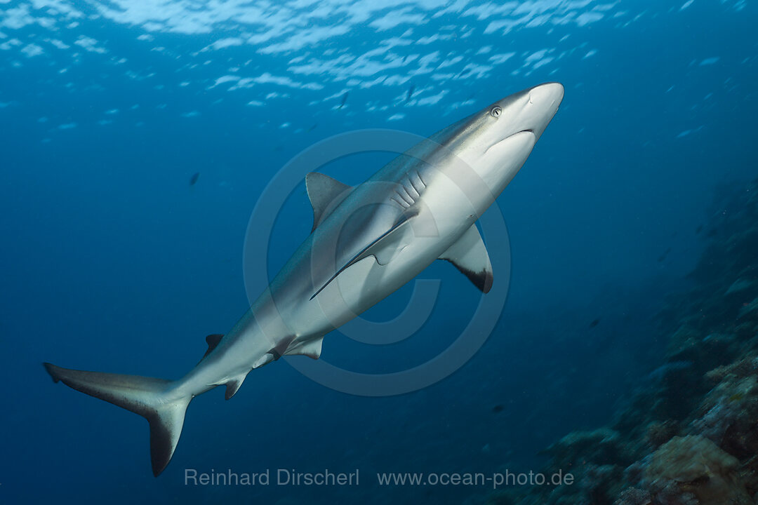 Grauer Riffhai, Carcharhinus amblyrhynchos, Beqa Lagoon, Viti Levu, Fidschi