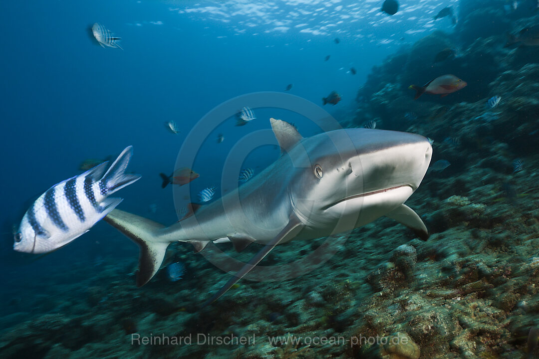 Grauer Riffhai, Carcharhinus amblyrhynchos, Beqa Lagoon, Viti Levu, Fidschi