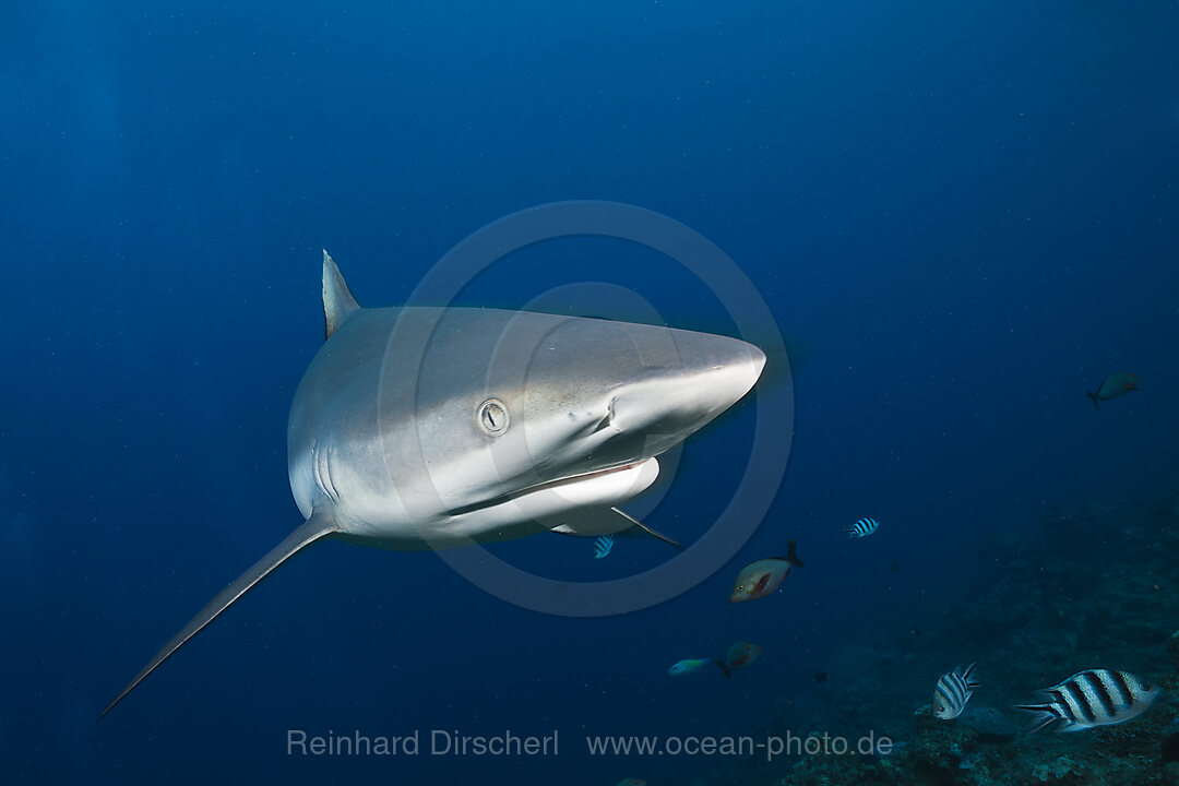 Grey Reef Shark