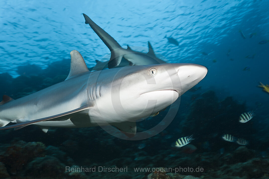 Grauer Riffhai, Carcharhinus amblyrhynchos, Beqa Lagoon, Viti Levu, Fidschi