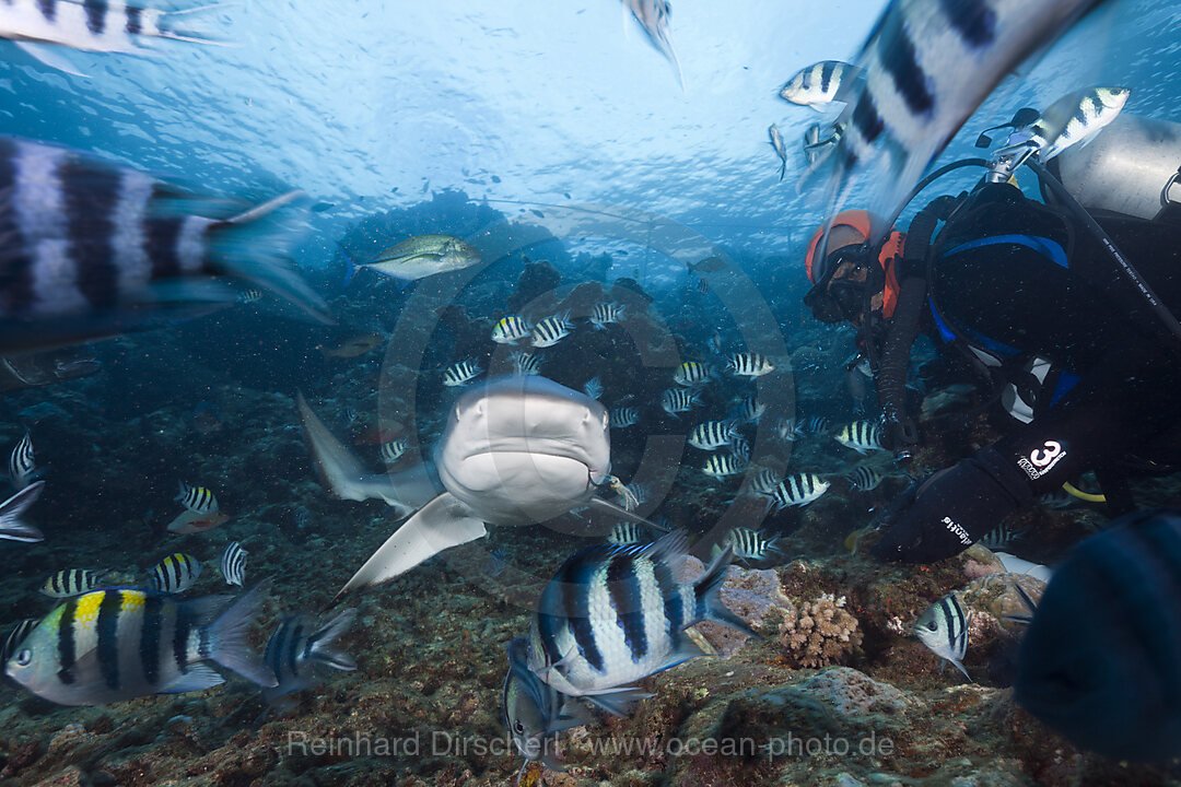 Grauer Riffhai bei Haifuetterung, Carcharhinus amblyrhynchos, Beqa Lagoon, Viti Levu, Fidschi