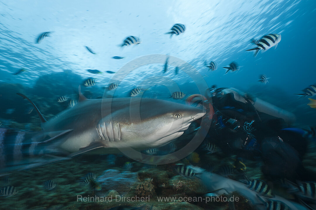 Grauer Riffhai bei Haifuetterung, Carcharhinus amblyrhynchos, Beqa Lagoon, Viti Levu, Fidschi