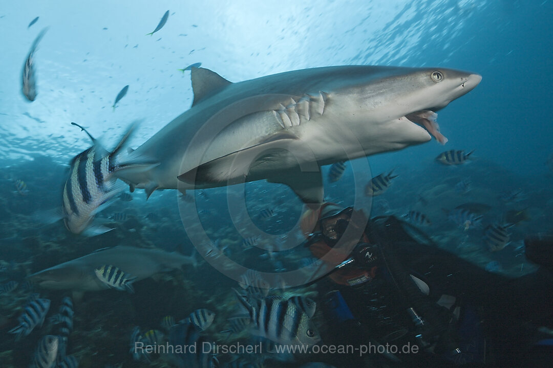 Grauer Riffhai bei Haifuetterung, Carcharhinus amblyrhynchos, Beqa Lagoon, Viti Levu, Fidschi