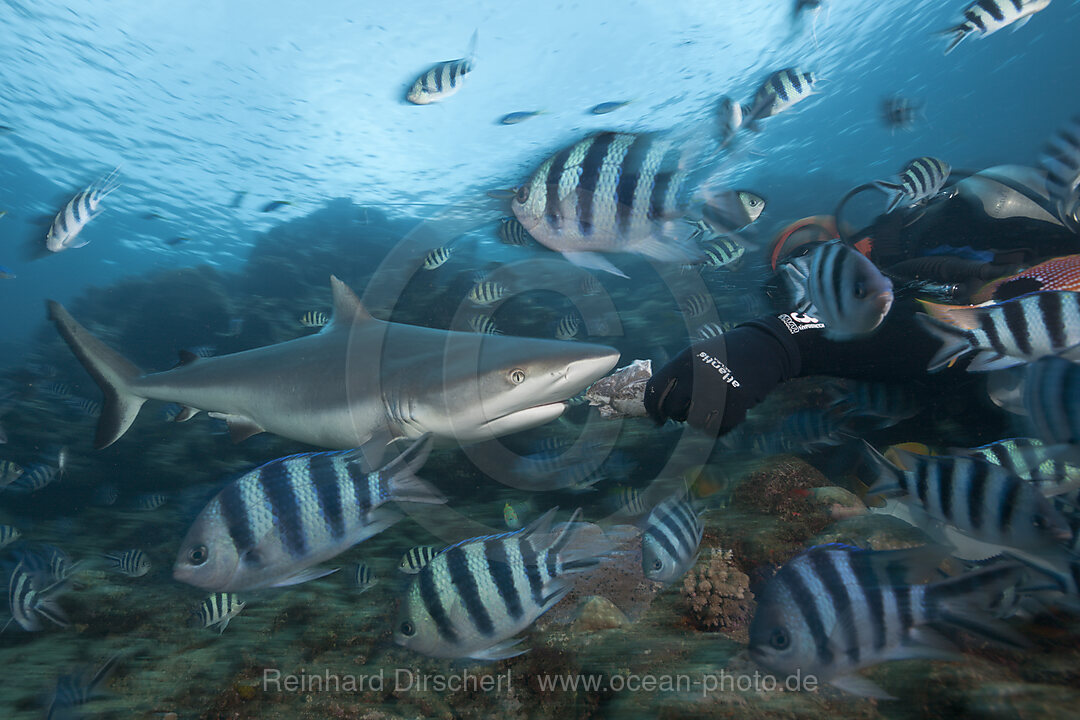 Grauer Riffhai bei Haifuetterung, Carcharhinus amblyrhynchos, Beqa Lagoon, Viti Levu, Fidschi