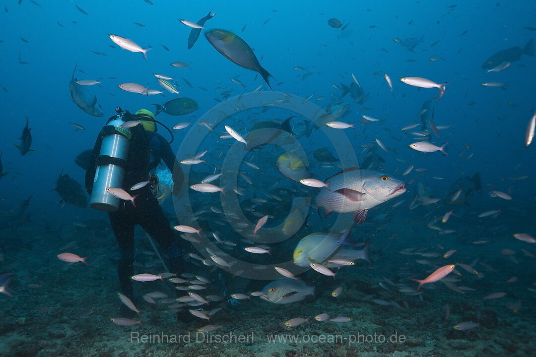 Jagende Schnapper, Lutjanus sp., Beqa Lagoon, Viti Levu, Fidschi