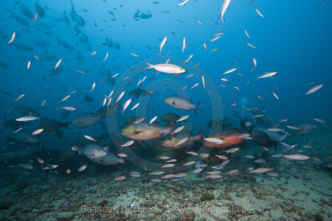 Jagende Schnapper, Lutjanus sp., Beqa Lagoon, Viti Levu, Fidschi