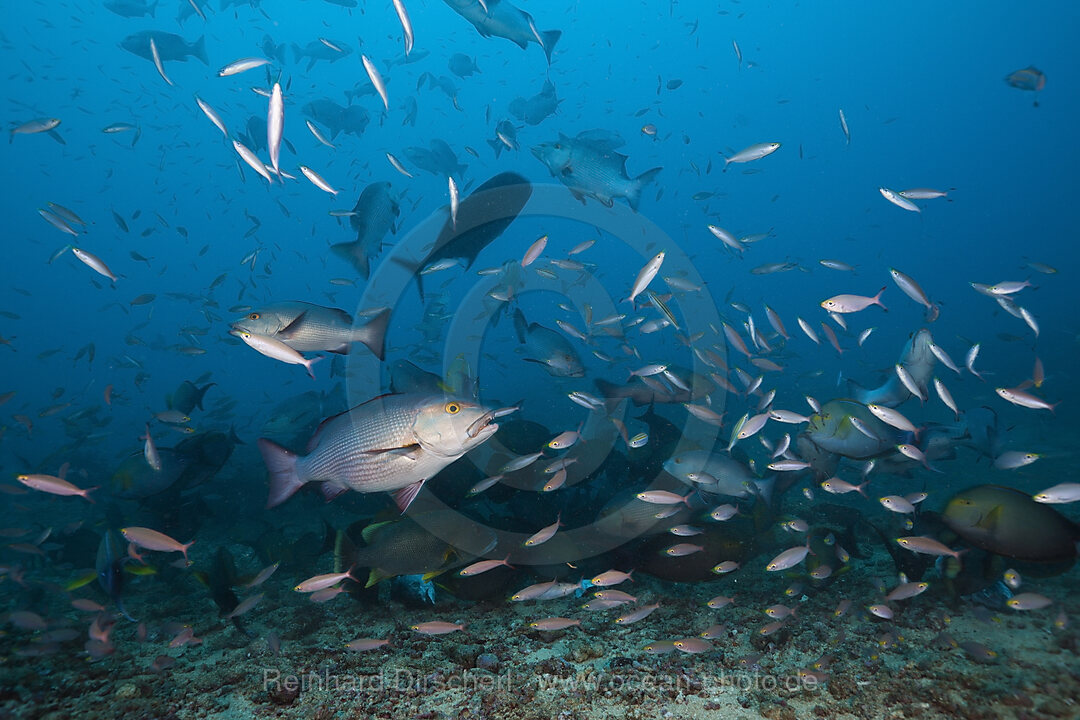 Jagende Schnapper, Lutjanus sp., Beqa Lagoon, Viti Levu, Fidschi