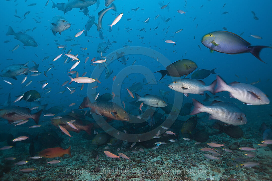 Jagende Schnapper, Lutjanus sp., Beqa Lagoon, Viti Levu, Fidschi