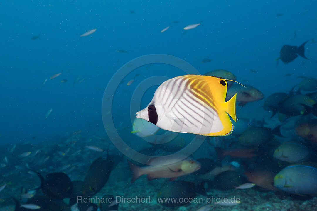 Threadfin Butterflyfish
