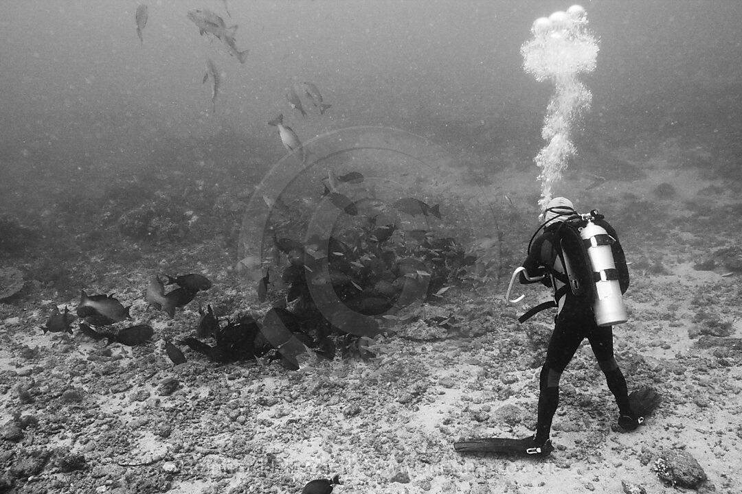 Taucher beobachtet fressende Schnapper, Lutjanus sp., Beqa Lagoon, Viti Levu, Fidschi