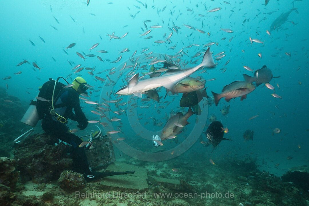 Scuba diver feeding Snappers