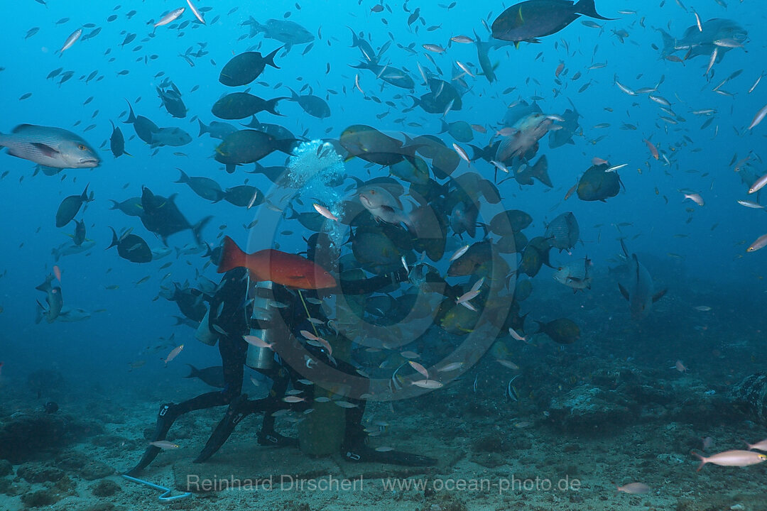 Taucher fuettert Schnapper, Lutjanus sp., Beqa Lagoon, Viti Levu, Fidschi