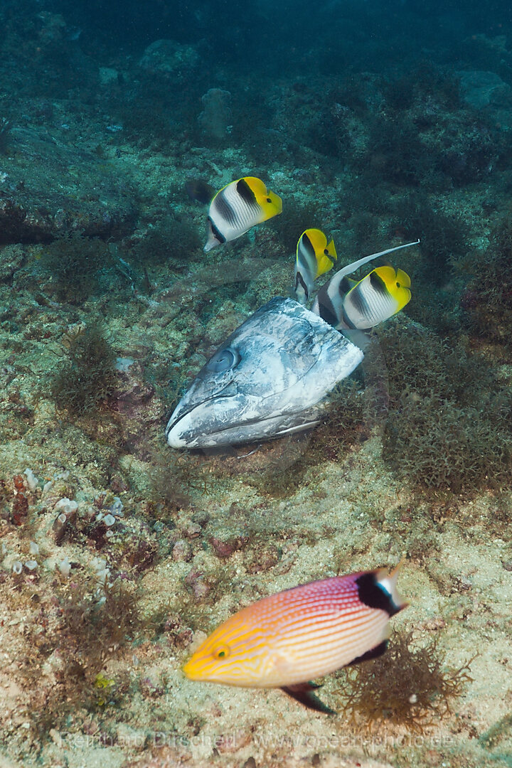 Double-saddle Butterflyfish feeding on Fishhead
