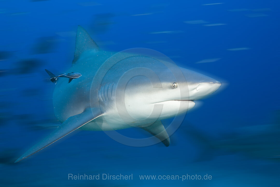 Bull Shark in Motion, Carcharhinus leucas, Beqa Lagoon, Viti Levu, Fiji