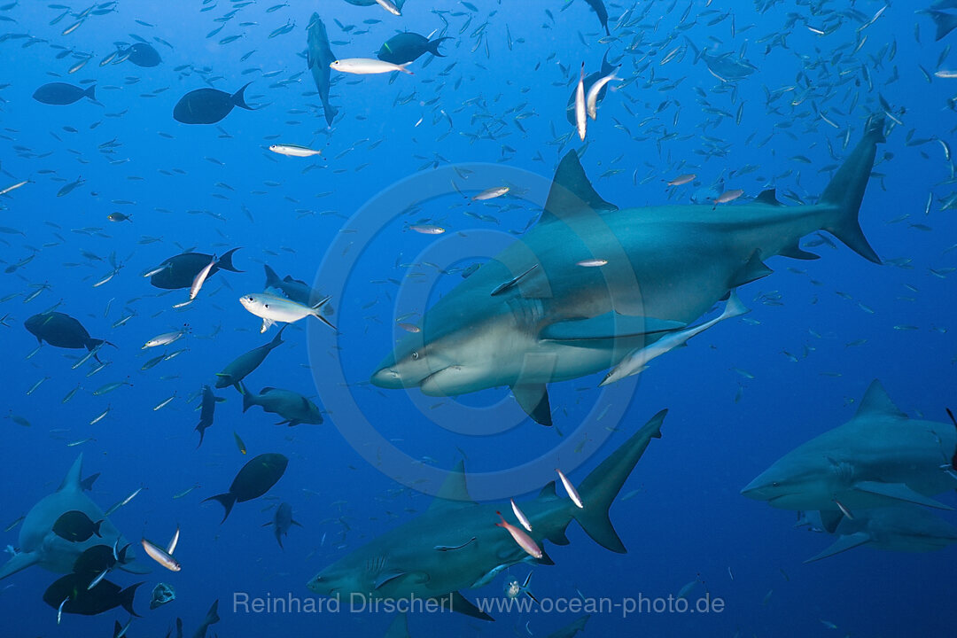 Bullenhaie, Carcharhinus leucas, Beqa Lagoon, Viti Levu, Fidschi