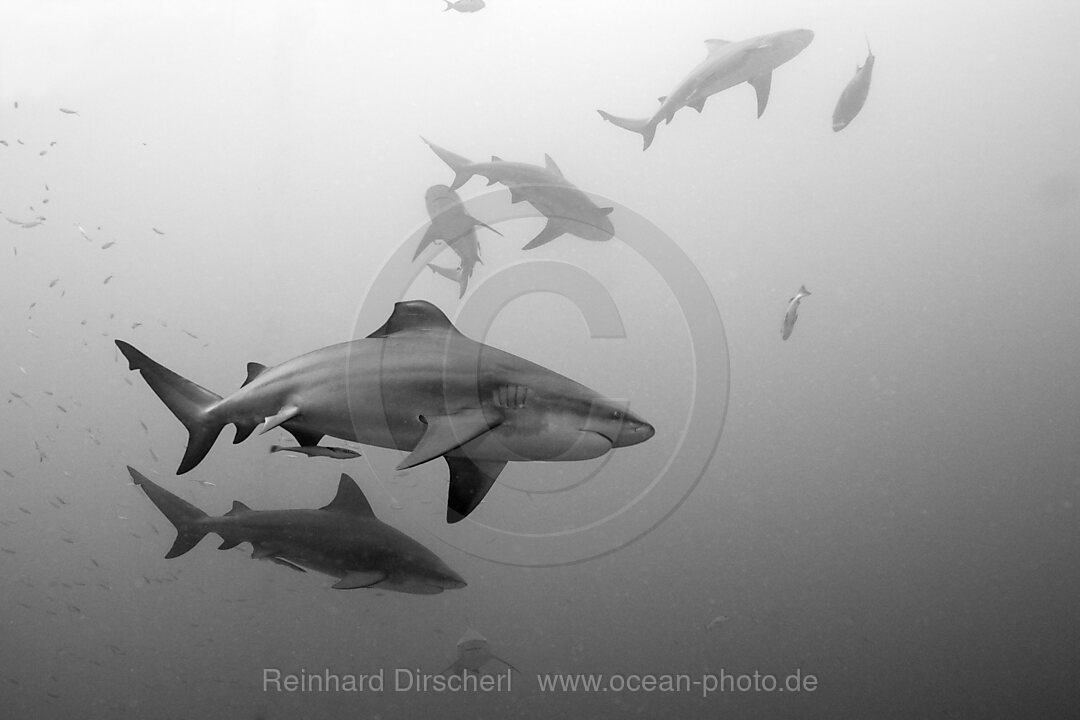 Bull Sharks, Carcharhinus leucas, Beqa Lagoon, Viti Levu, Fiji