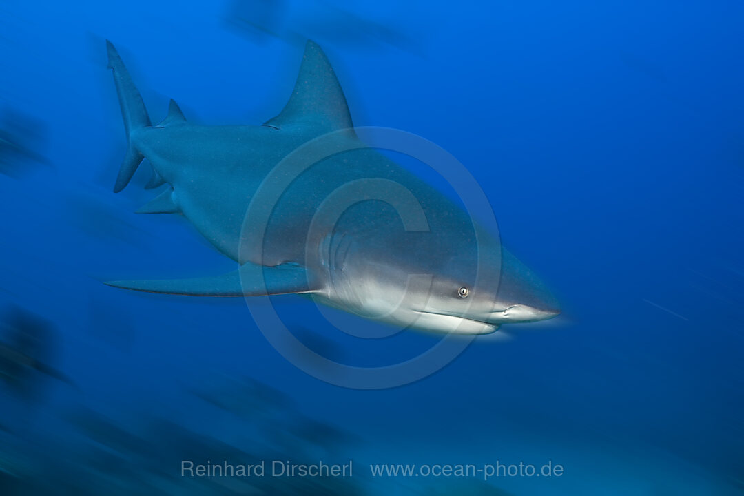 Bullenhai, Carcharhinus leucas, Beqa Lagoon, Viti Levu, Fidschi