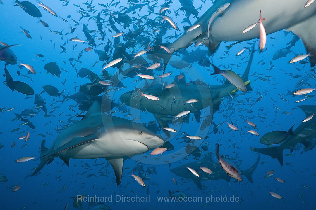 Bullenhaie, Carcharhinus leucas, Beqa Lagoon, Viti Levu, Fidschi