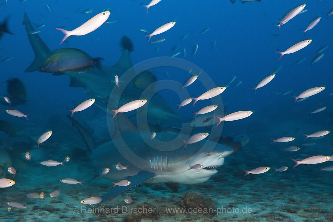 Bullenhai, Carcharhinus leucas, Beqa Lagoon, Viti Levu, Fidschi