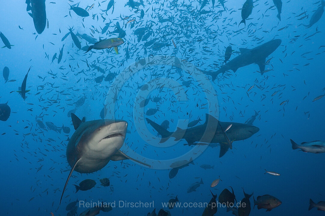 Bullenhaie, Carcharhinus leucas, Beqa Lagoon, Viti Levu, Fidschi