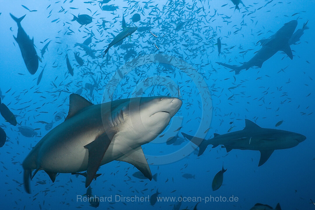 Bull Sharks, Carcharhinus leucas, Beqa Lagoon, Viti Levu, Fiji