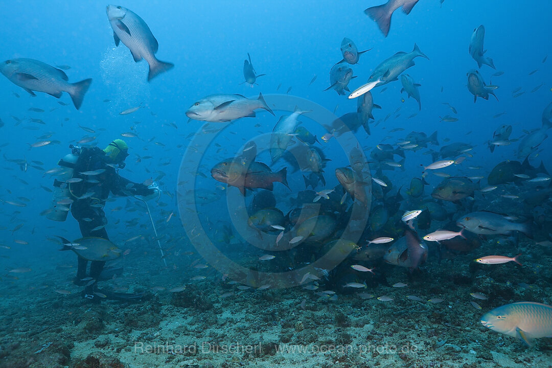 Scuba diver feeding Snappers