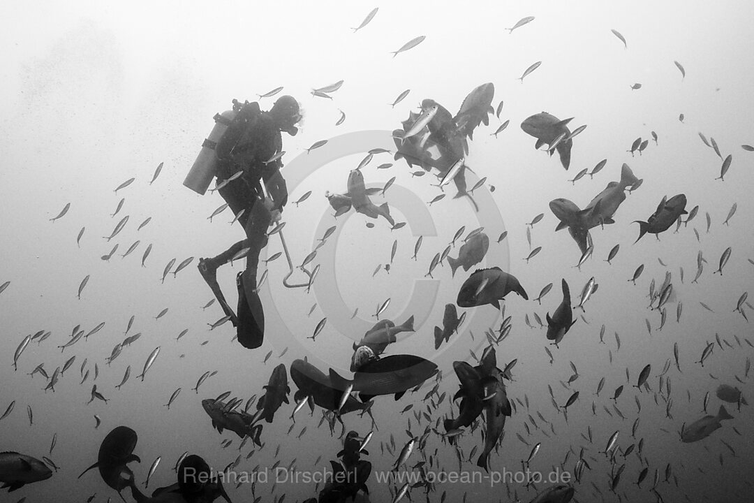 Taucher fuettert Schnapper, Lutjanus sp., Beqa Lagoon, Viti Levu, Fidschi