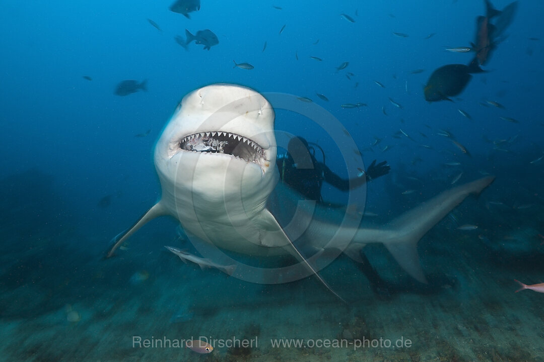 Bullenhai, Carcharhinus leucas, Beqa Lagoon, Viti Levu, Fidschi