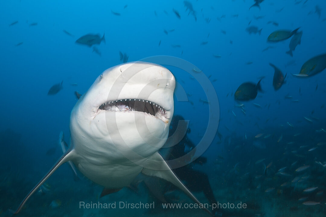 Bullenhai, Carcharhinus leucas, Beqa Lagoon, Viti Levu, Fidschi