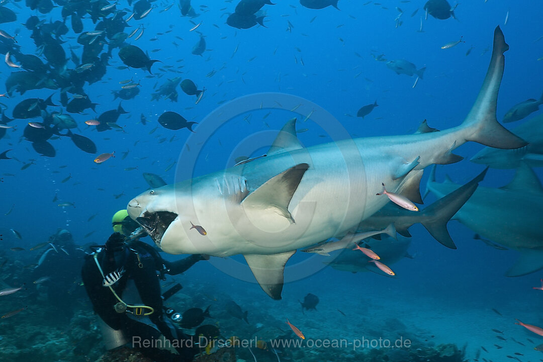 Bull Shark
