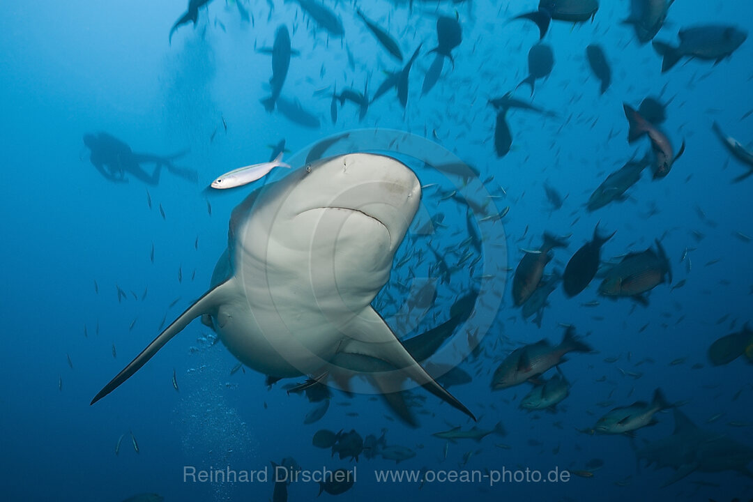 Bullenhai, Carcharhinus leucas, Beqa Lagoon, Viti Levu, Fidschi