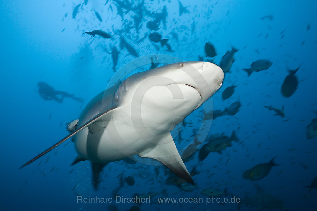 Bullenhai, Carcharhinus leucas, Beqa Lagoon, Viti Levu, Fidschi