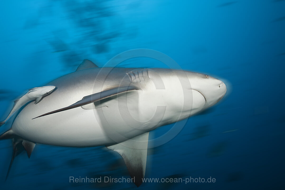 Bullenhai, Carcharhinus leucas, Beqa Lagoon, Viti Levu, Fidschi