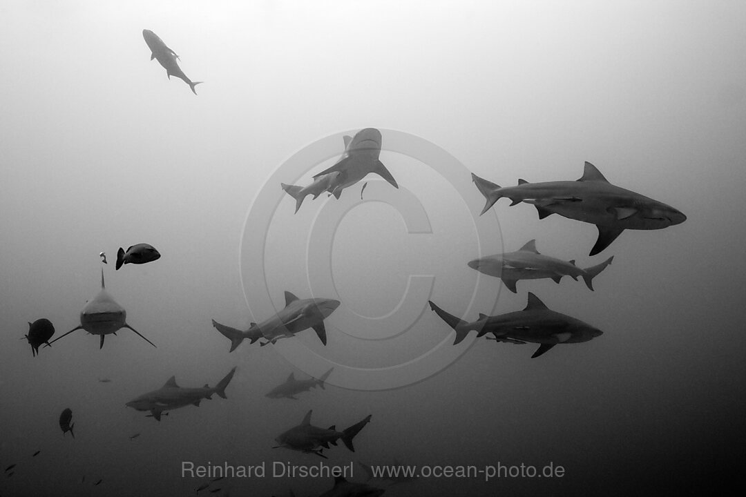 Bull Shark