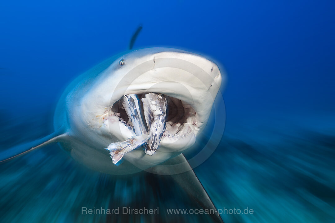 Bull Shark