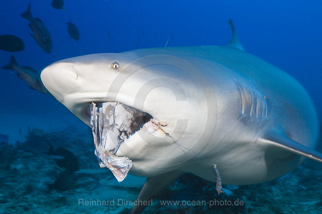 Bull Shark, Carcharhinus leucas, Beqa Lagoon, Viti Levu, Fiji